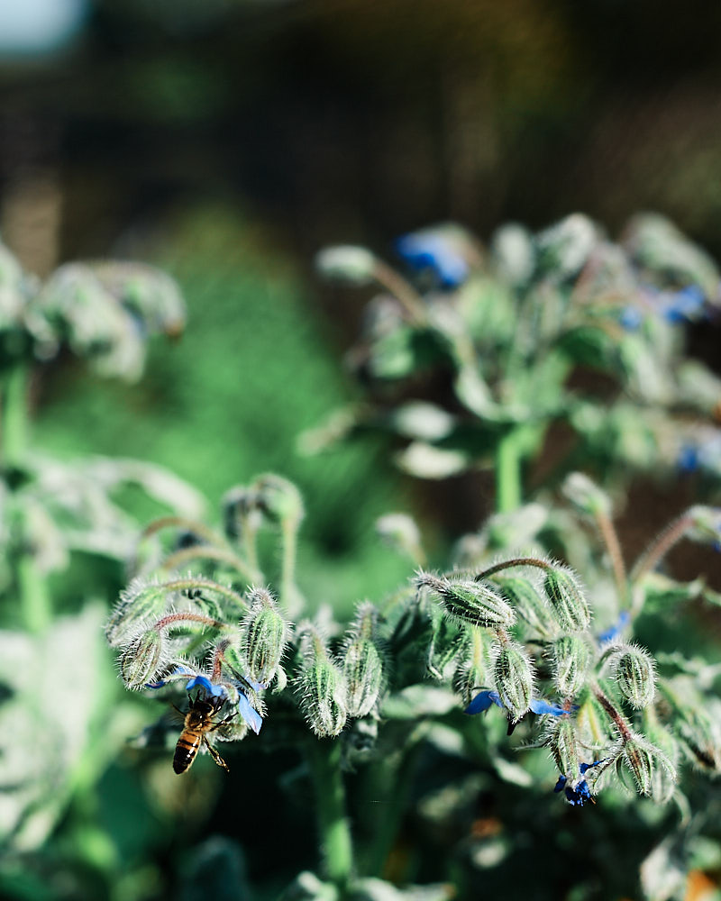 Honey Bee - Nikon D700 with 50mm f1.8 AF-D Lens